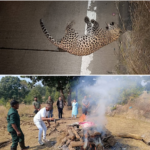 वाहन की टक्कर से मृत मादा तेंदुए परीक्षण उपरांत निर्धारित मापदण्ड अनुरूप किया गया शवदाह
