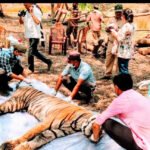 कान्हा टाइगर रिजर्व में 5 वर्षीय नर बाघ की मौत, पोस्टमार्टम में संक्रमण और चोट के संकेत मुक्की परिक्षेत्र के मोहगांव बीट में मिला मृत बाघ, एनटीसीए प्रोटोकॉल के तहत हुई जांच और भस्मीकरण।