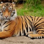 🐅 बाघ की बेरहमी से हत्या पर रहस्य बरकरार! 🐅